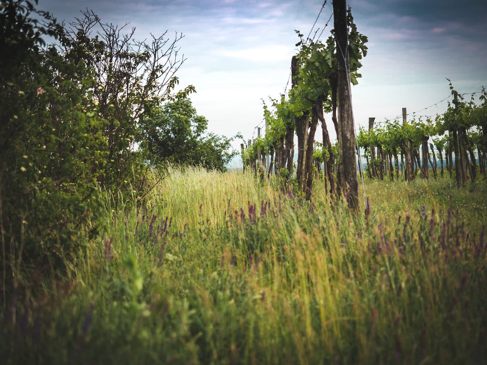Cover cropping in the vineyard