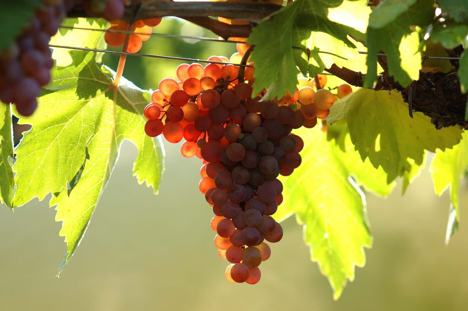 Roter Veltliner grapes